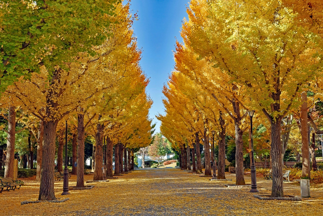 洞峰公園